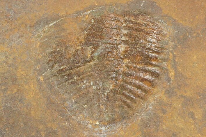 Partial Ogyginus Cordensis - Classic British Trilobite #103115